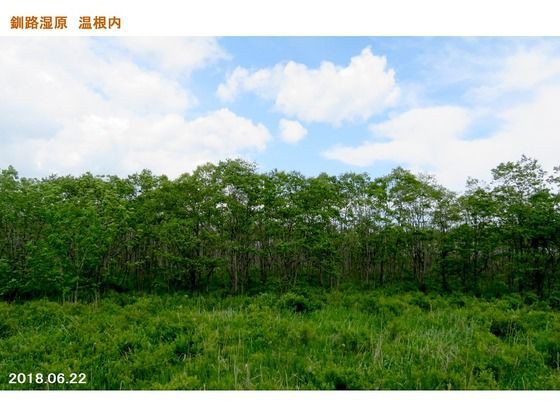 カブスゲ 「ヤチボウズ」 : 過去の「山野草図鑑歳時記・Ⅲ」の