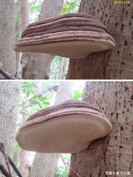 コフキサルノコシカケ : 過去の「山野草図鑑歳時記・Ⅲ」のアーカイブ