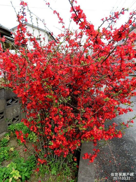 ボケ Ⅴ : 過去の「山野草図鑑歳時記・Ⅲ」のアーカイブ