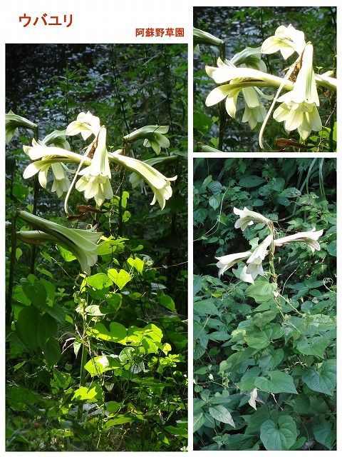 ウバユリ Ⅳ [ オオウバユリ ] : 過去の「山野草図鑑歳時記・Ⅲ」の