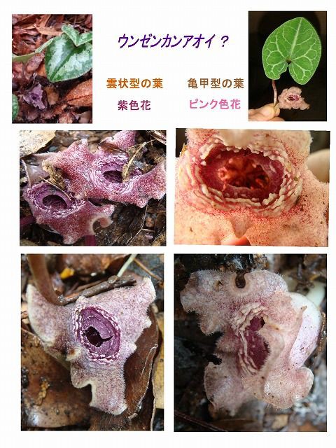斑入り　カンアオイ　タマノカンアオイ　玉川(たまがわ) 斑入り カンアオイ タマノカンアオイ 玉錦(たまにしき) - メルカリ