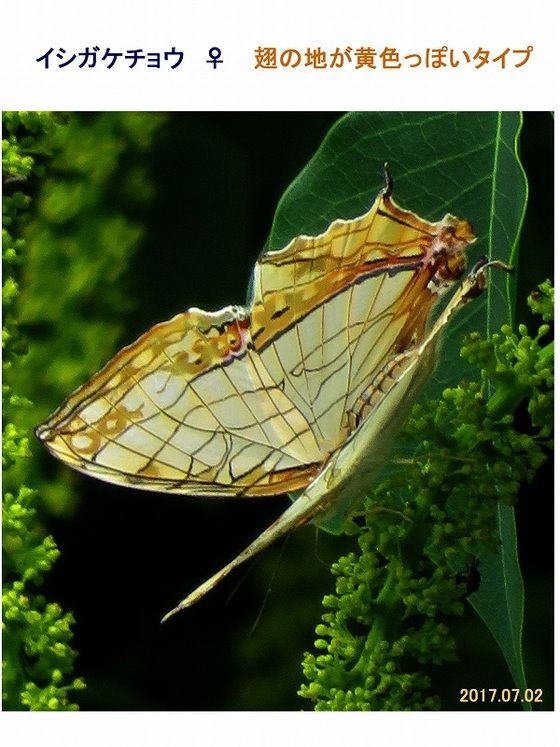 ≪旬の風 691≫ 黄色っぽいイシガケチョウ : 過去の「山野草図鑑歳時記