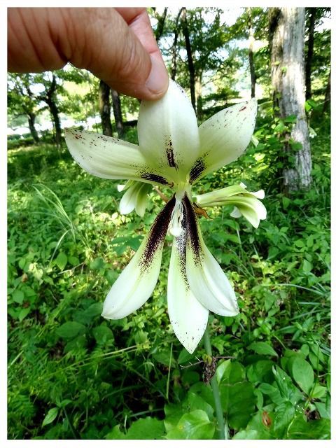ウバユリ ウバユリ Ⅳ [ オオウバユリ ] : 過去の「山野草図鑑歳時記・Ⅲ」の