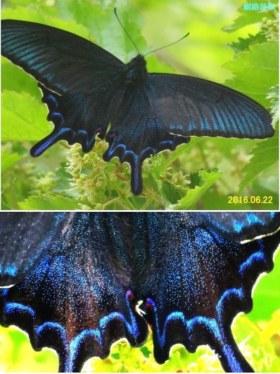 ★ぐやま様☆専用2点★カルナルリモンアゲハとシナカラスアゲハ カルナルリモンアゲハ , アゲハ蝶科標本 , 蝶の標本 販売・通販の