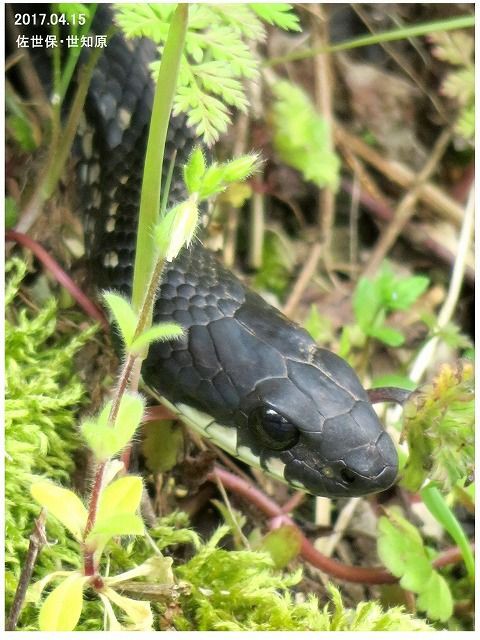しまへび シマヘビ（Japanese striped snake）｜川久保 高槻市 北摂 0067