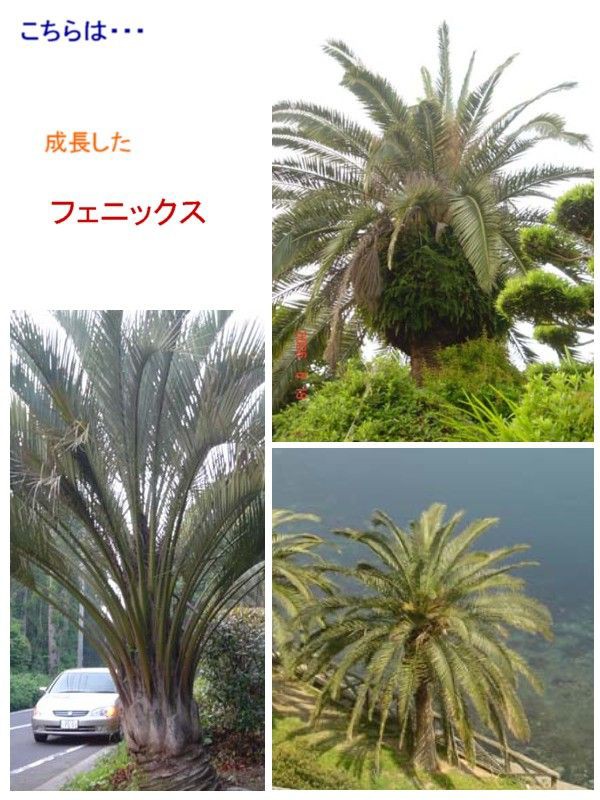 フェニックス・ロベレニー （ココスヤシか） [不確定] : 過去の「山