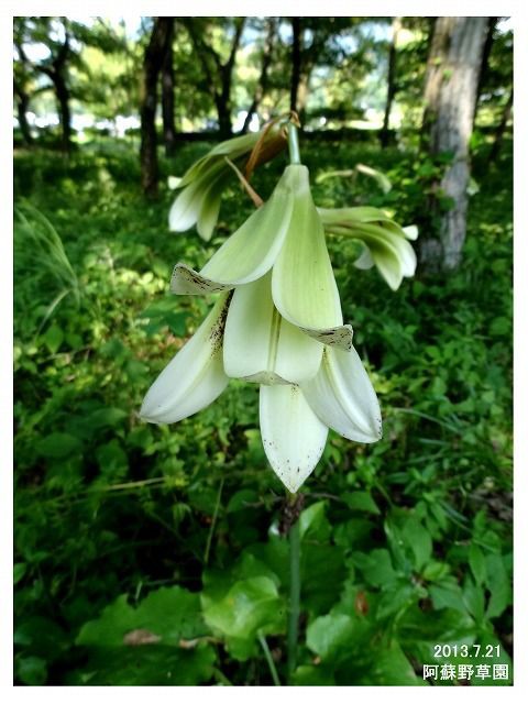 ウバユリ Ⅳ [ オオウバユリ ] : 過去の「山野草図鑑歳時記・Ⅲ」の
