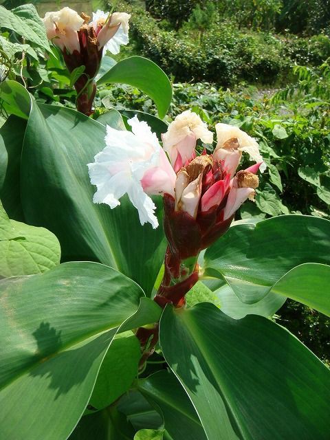 フクジンソウ（福神草）[別名：オオホザキアヤメ] : 過去の「山野草図鑑歳時記・Ⅲ」のアーカイブ