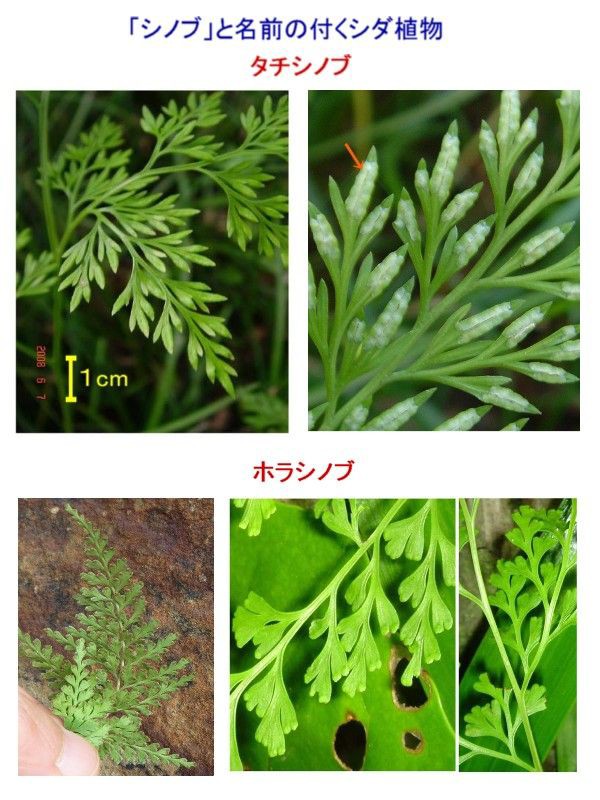 トキワシノブ Ⅲ : 過去の「山野草図鑑歳時記・Ⅲ」のアーカイブ