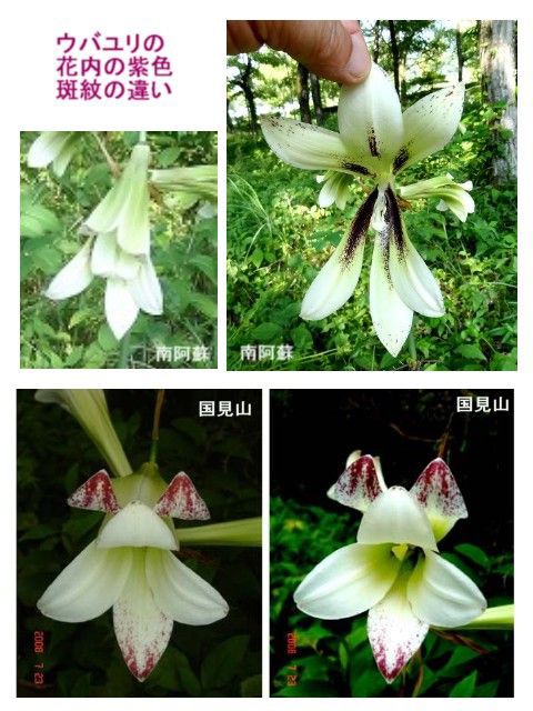 ウバユリ Ⅳ [ オオウバユリ ] : 過去の「山野草図鑑歳時記・Ⅲ」の