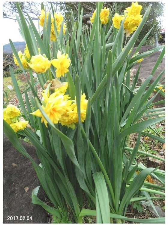 リスナー　スイセン　黄・白　畑・野菜　おまとめ スイセンにもいろいろあります|｜ブログ|こども植物園公式サイト
