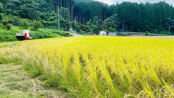 稲刈り 邦さん工房ブログ 稲刈り 邦さん工房ブログ