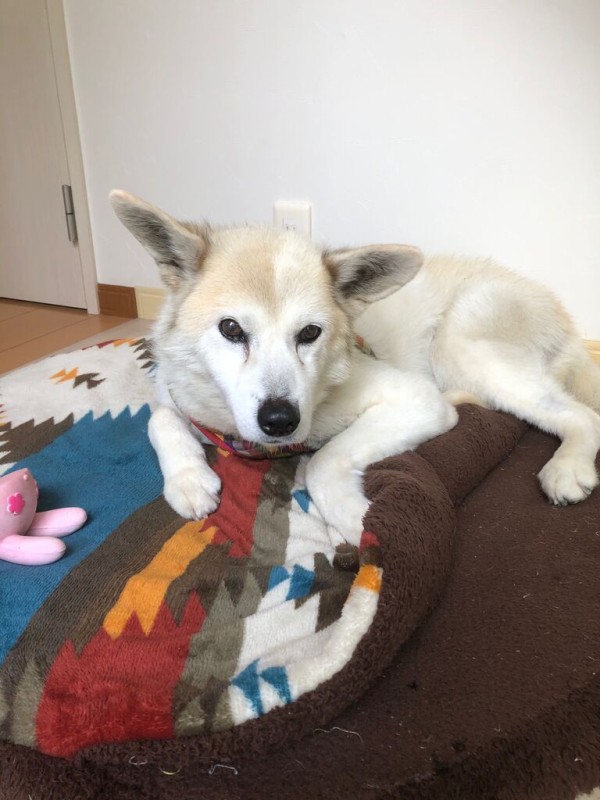稟ちゃん６月２６日で１６歳なのに やんちゃなルイ君 時々リンちゃん