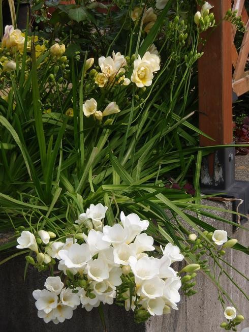 フリージア 倒れてその後 切花に 色えんぴつのひとりごと