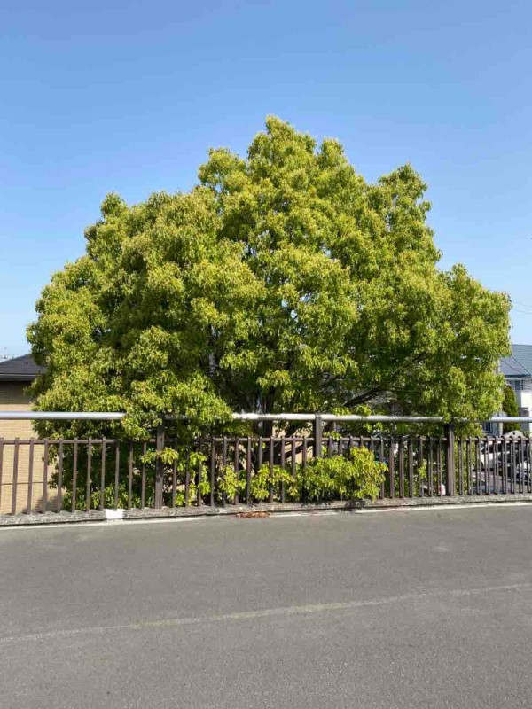クスノキ 春 四季の花 自宅 家の周り