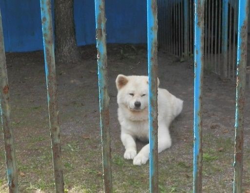 動物ふれあいランド のあのスター犬と２年ぶりに おでかけワンコだにゃ