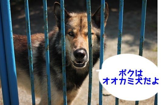 稚内にいるスター犬達 おでかけワンコだにゃ