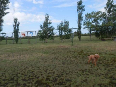 稚内にいるスター犬達 おでかけワンコだにゃ