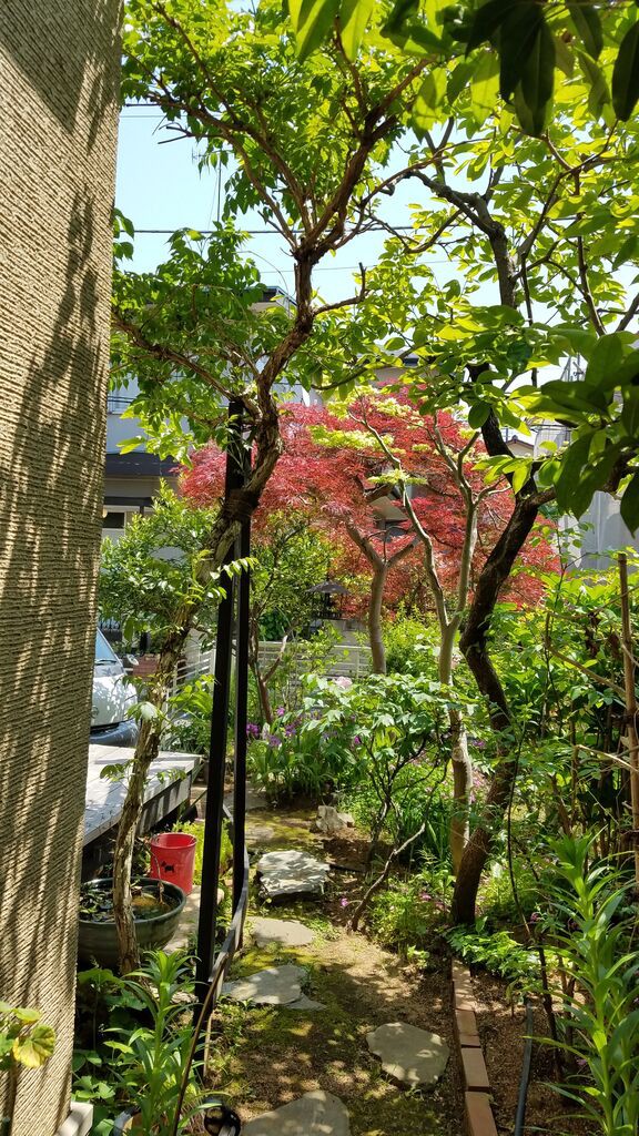ヒトツバタゴの花 庭生ししくらのblog ヒトツバタゴの花 庭生ししくらのblog