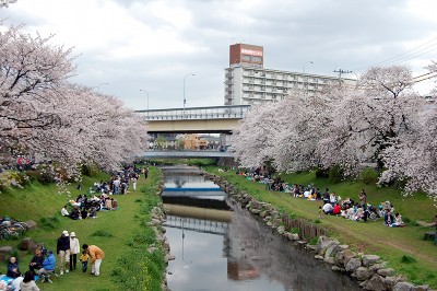 花見スポットを探して調布 吉祥寺をブラブラしてみた あべろぐ