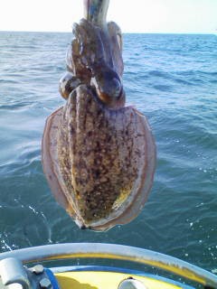 横の誘い をする餌木スミイカ釣り 林良一ブログ Ryo S Method