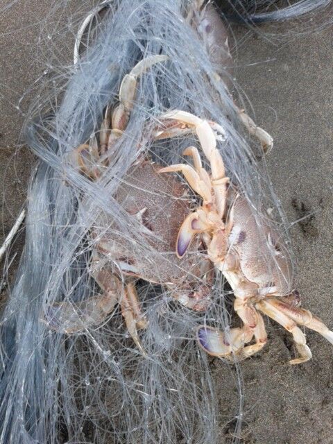 ヒラツメガニ 林良一ブログ Ryo S Method