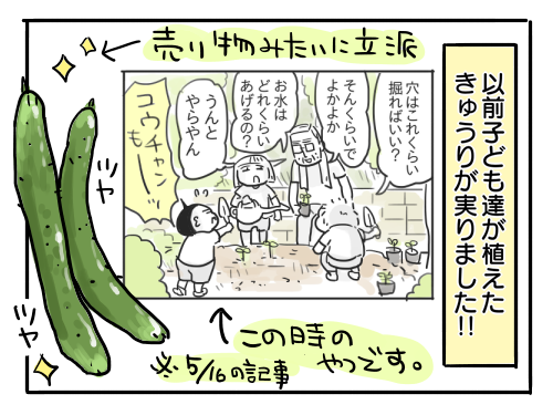 近況51 採れたてきゅうりのまるかじり 新 規格外でもいいじゃない シングルマザーたまことゆかいな子ども達 Powered By ライブドアブログ