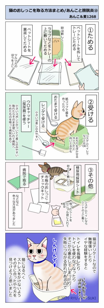 あんこ＆麦1268 猫のおしっこを取る方法まとめ/あんこと膀胱炎⑩ 