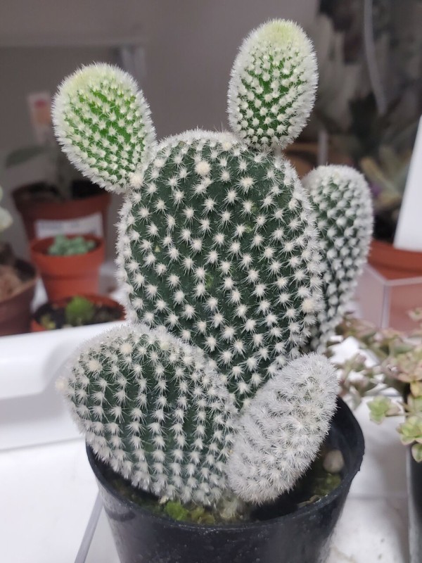 サボテン 白桃扇の子株が大きくなったよ 成長記録 流氷さかまたの海