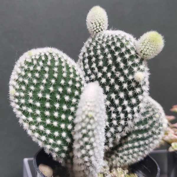 サボテン 白桃扇の子株 成長記録 流氷さかまたの海