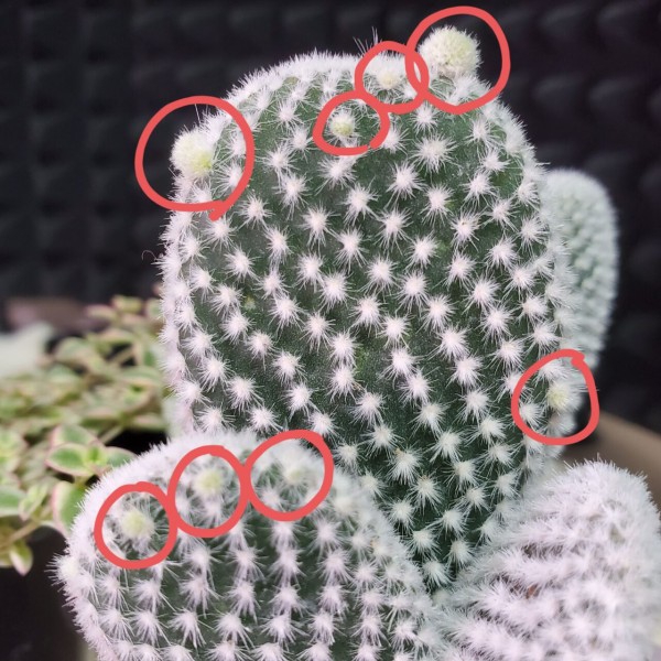 サボテン 白桃扇の子株 成長記録 流氷さかまたの海