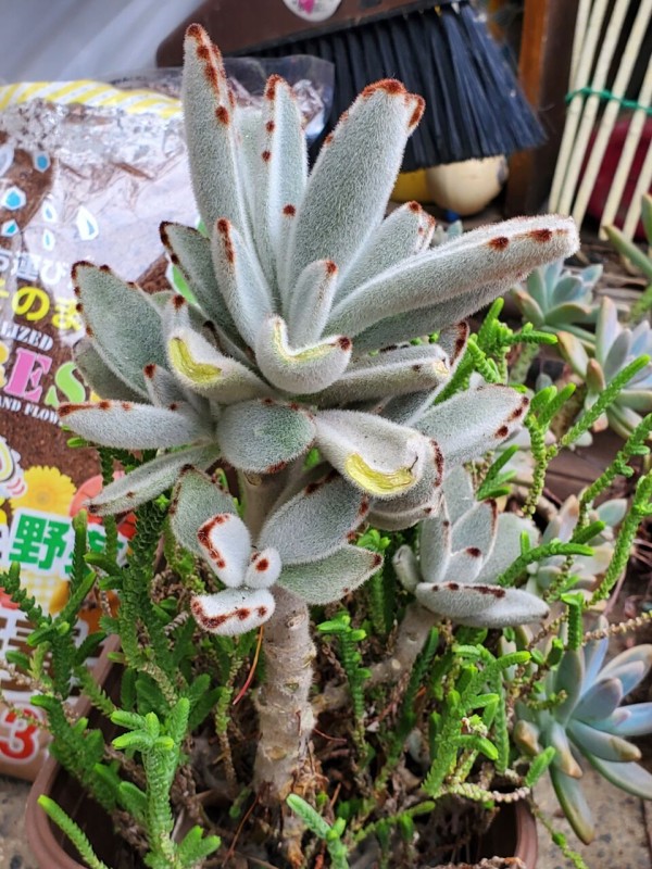 多肉植物 庭の生息種達 カランコエ属 流氷さかまたの海