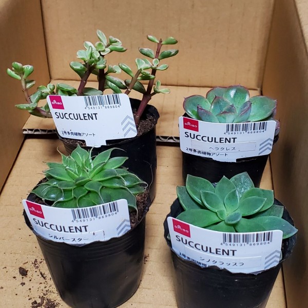 多肉植物 また買ってしまった 100均 流氷さかまたの海