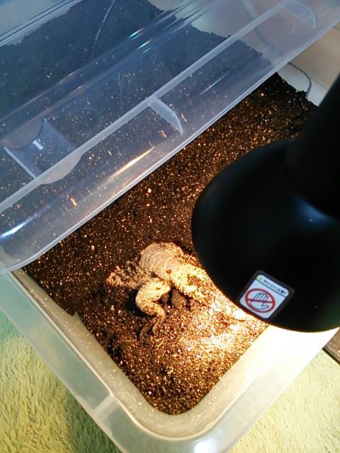 フトアゴヒゲトカゲ産卵 爬虫類 ペットのkuwata