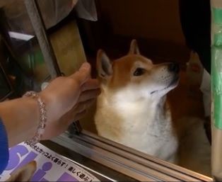 Youtubeペット映像 東京で働く激カワ看板犬が海外で話題に 自由気ままに