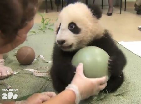 Youtube動物映像 ボールを離さない激カワ赤ちゃんパンダ 自由気ままに