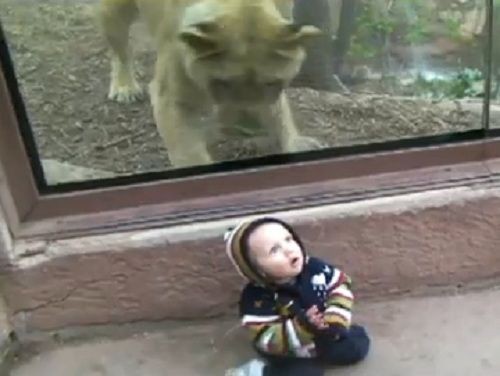 Youtube動物映像 ガラス越しに赤ちゃんを狙うライオン 自由気ままに