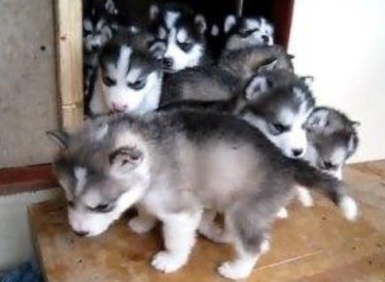 Youtubeペット映像 たまらん モフモフ子犬の大渋滞発生中 自由気ままに