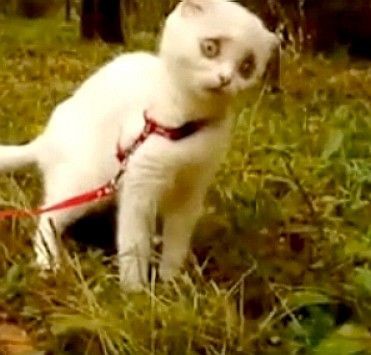 Youtube 不良のような にらみ をきかせるネコ 自由気ままに