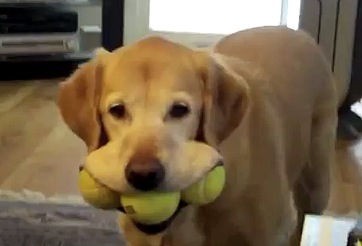 Youtubeペット映像 ボールを3つくわえた犬の変顔がすごい 自由気ままに