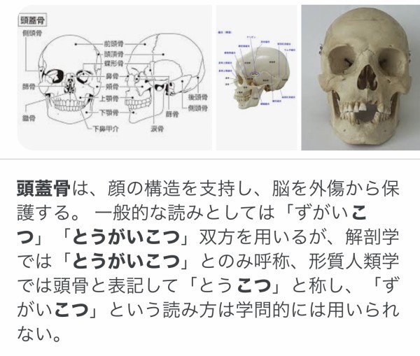 ぺこら頭蓋骨 とうがいこつ って 誰か読み方教えてやれよ ホロライブまとめ ぶいちゅー部