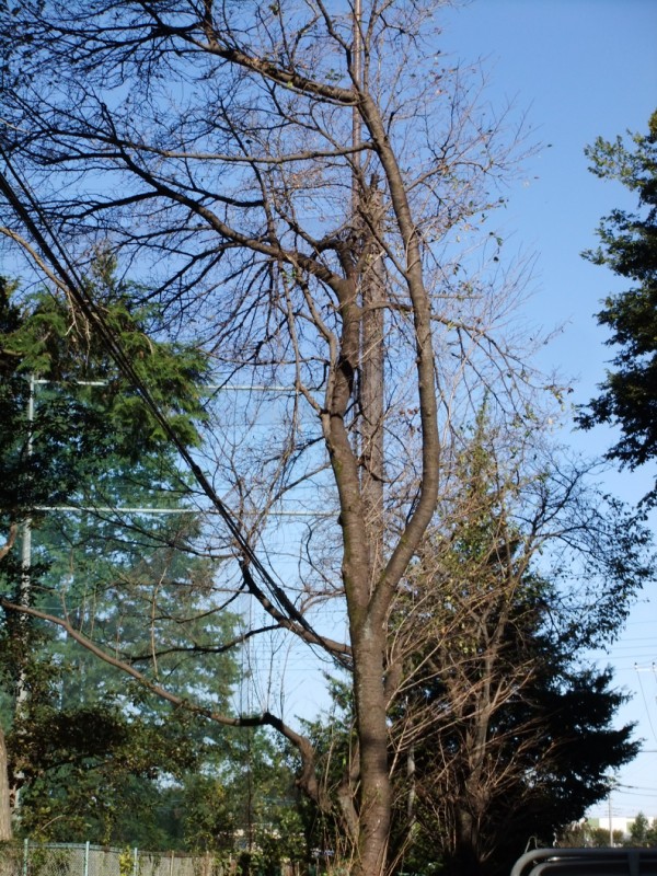 桜の原木・薪、入手 : 愚禿道化のやっとこさっとこ