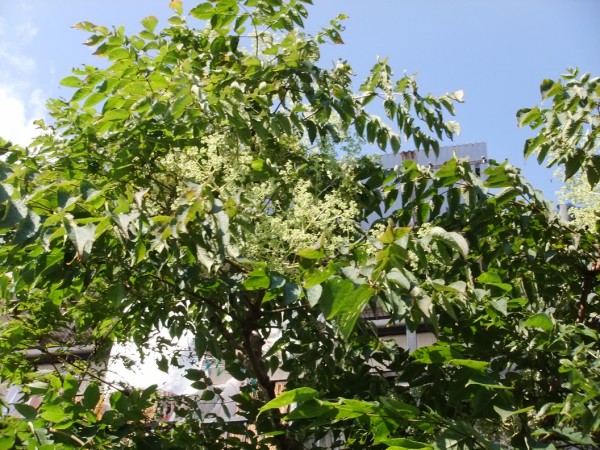 タラの木の花の除去 愚禿道化の徘徊日誌