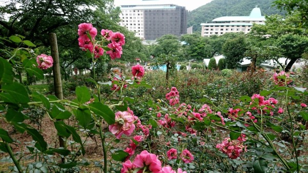 花巻温泉バラ園 可睡の杜の小さなブログ
