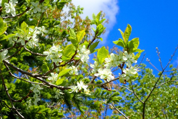 プルーンの花 北の小さな町から