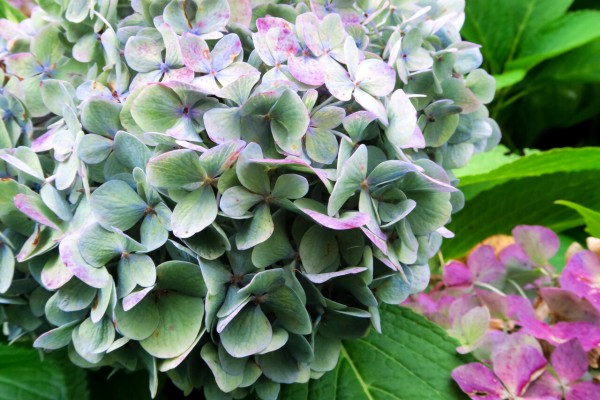 何となく秋色 秋紫陽花 北の小さな町から