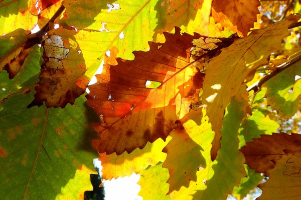 ミズナラの紅葉 : 北の小さな町から