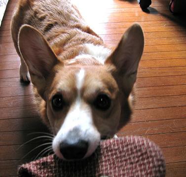 草を食べる行動 コーギー犬 ガクと一緒