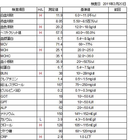 ガクの血液検査 コーギー犬 ガクと一緒