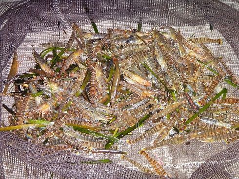 浜名湖のエビすくい 杉浦院長のひとり言